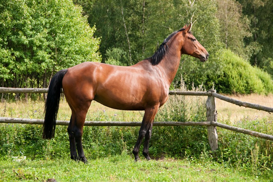 Illustrative equestrian photograph