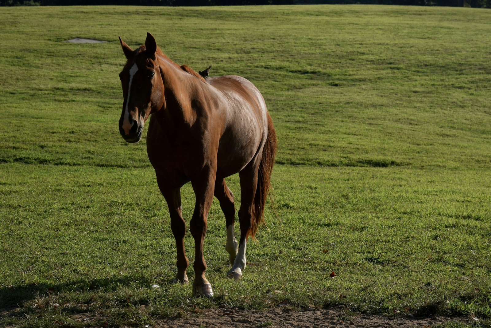 Illustrative equestrian photograph